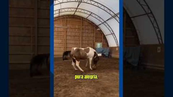 Cavalo Bola